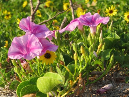 img_3513 Railroad vine (purple flowers) and dune sunflower mix it up on the dune.