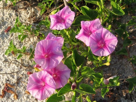 img_3514 Railroad vine, which looks very much like beach morning glory, is one of the toughest plants on the beach, and one of the most beautiful.