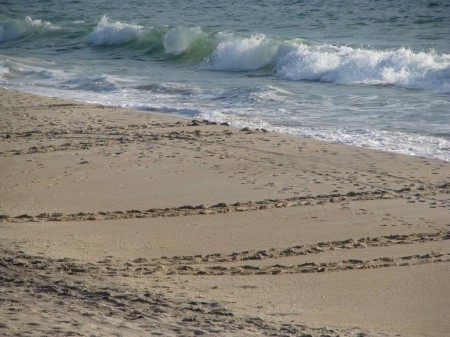 img_3519 Distinctive tracks leading from the water's edge to the dune and back indicate that this is a very popular nesting beach for sea turtles. Several tracks are visible in the photo.
