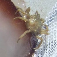 Photo of a crab that is living inside the cannonball jellyfish.  Photo courtesy of Tom H.
