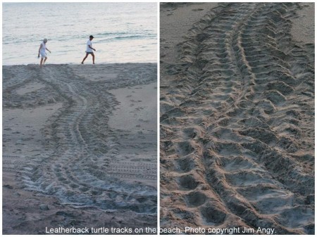 Leatherback turtle tracks on a Florida Atlantic Ocean beach. Photo copyright Jim Angy.