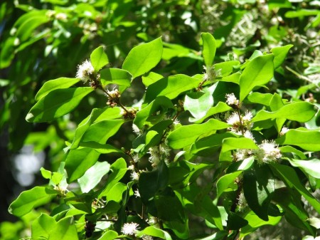 IMG_4461 The white stopper (Eugenia axillaris) in bloom on a Florida Indian mound.