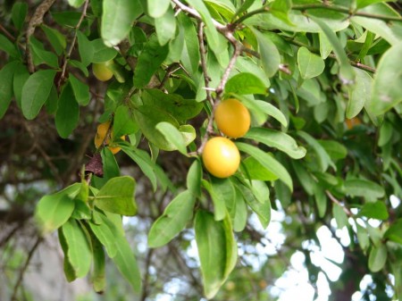 IMG_4463 Florida Hog Plum. They have to be really, really ripe before you can eat them. Otherwise they are too astringent. This is the most productive tree I've ever seen.