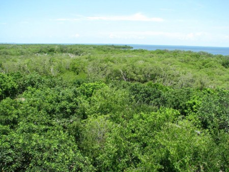IMG_4479 A view of the mangrove forest at Emerson Point Preserve from atop the lookout tower.