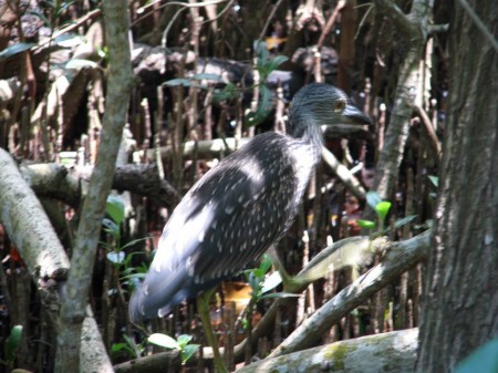 IMG_4484 A juvenile yellow-crowned night heron stalks quietly among the mangrove roots.