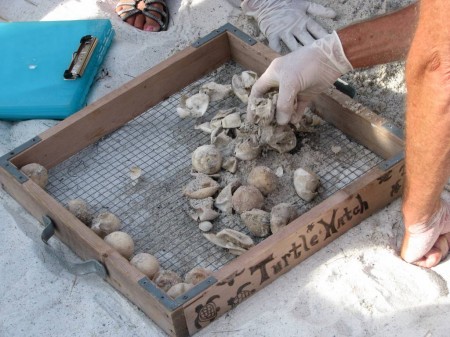 IMG_4506 Counting and sorting hatched and unhatched loggerhead turtle eggs.