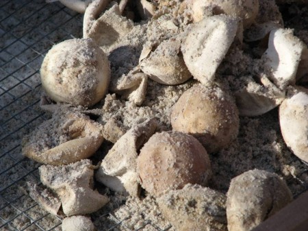 IMG_4507 Loggerhead sea turtle eggs are of a soft leathery consistency so they don't break when the turtle drops them into the nest hole. Here you can see some eggs that failed to hatch among the remains of eggs that did hatch.