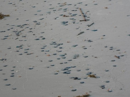 Kristi P. also sent this photo showing that there were thousands of blue buttons washing up on the beach!