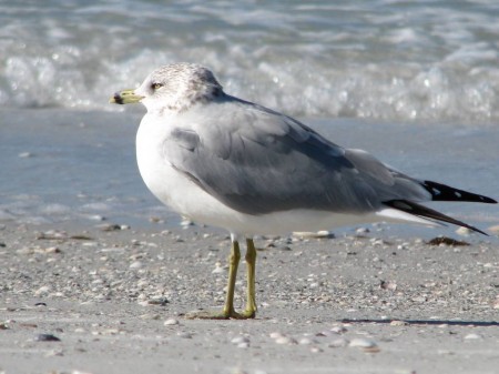 An adult Ring-billed gull rests on a Fort Desoto Park beach.