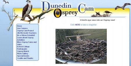 9-14-2009 6-46-04 PM The Dunedin Osprey Cam website. Click to enlarge.