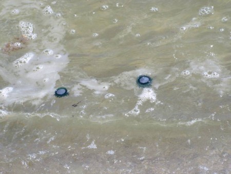 Gulf shores '09 (54) Blue buttons floating in on the tide. Photo courtesy of Ashley.