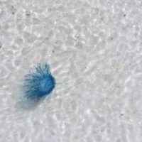 Blue button jellyfish (Porpita porpita) in the clear waters of the northern Gulf of Mexico. Photo courtesy of Ashley.