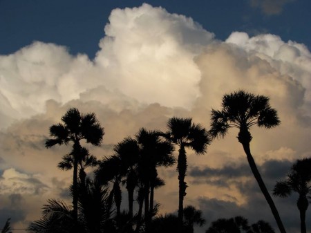 IMG_4844 Angry remnants of storm clouds race towards us from the west as the winds whipped the palms.