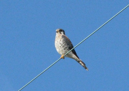 The American Kestrel (previously known as the Sparrow Hawk) perches on a wire near North Beach at Fort Desoto County Park in Pinellas County, FL.