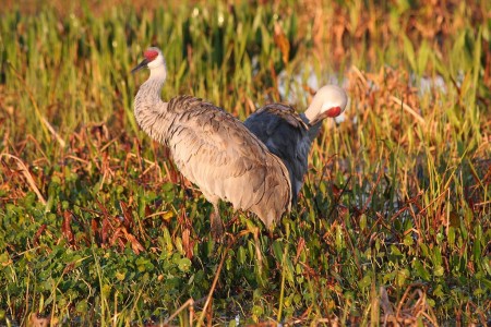 vieraF242500 Sandhill cranes in the Viera Wetlands, one of the popular field trip locations during the Space Coast Birding and Wildlife Festival.