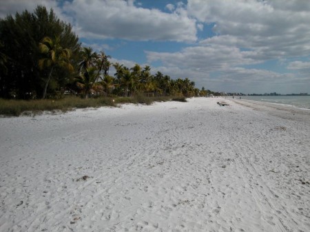 DSCN2896 Ft. Myers Beach has lots of beautiful coconut palms.