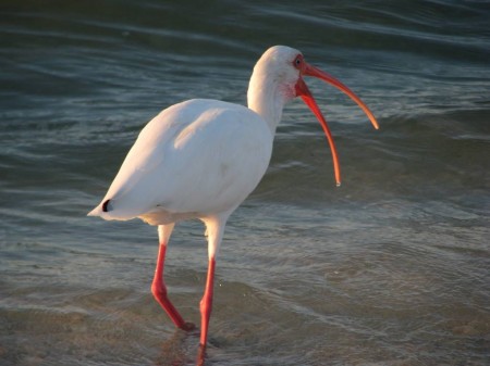 IMG_5285 White ibis with bill agape at the beauty of the jaw-dropping sunrise.