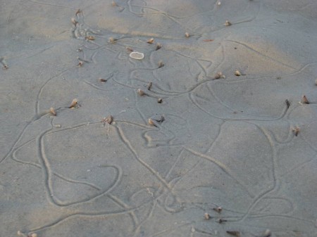 Auger trails in the sand.