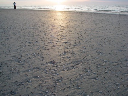 Millions of Augers bathed in the warm light of sunrise.