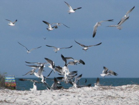 11 29 08 ft-desoto 023 The familiar sight of gulls in a potato chip feeding frenzy.
