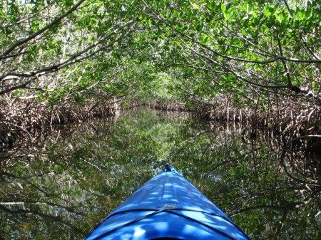 I love mangrove tunnels like this one on the Woolverton Trail, just a 30 minute paddle from the Grande Tours Kayak center.