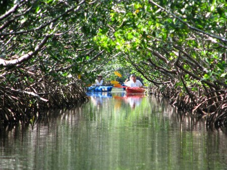 Kayakers navigating a mangrove tunnel.
