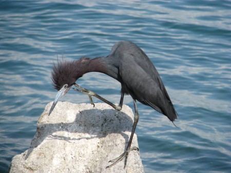 A little blue heron takes a moment to scratch in Sebastian Inlet State Park. Thanks to Jim Angy I got some great shots of herons and wood storks. He knows exactly where to go to get the great shots.