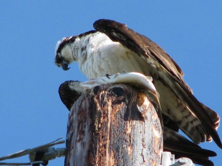 IMG_6537 An osprey contemplates his catch along the Pinellas Trail.