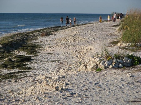 IMG_6569 You can go for a really long, quiet beach walk on Honeymoon Island. It's a great place for shelling too.