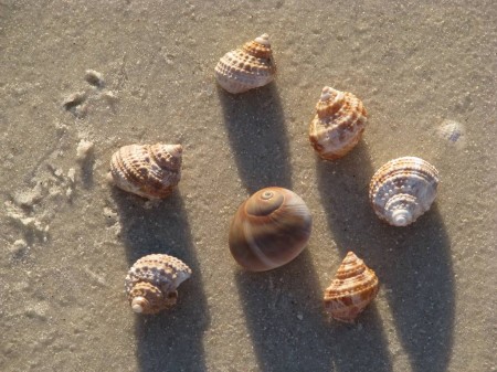 IMG_6579 A few of the shells we picked up on the beach.