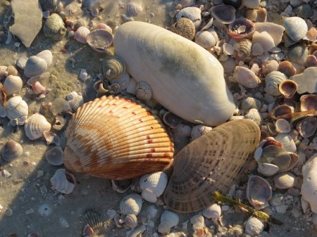 IMG_6583 A few more Honeymoon Island shells.