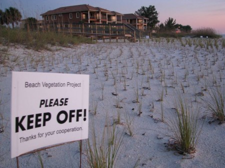 IMG_6621 Newly planted sea oats warrant signage to keep people from trampling them underfoot.