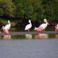 Kayaking Charlotte Harbor with Grande Tours Brilliant pink roseate spoonbills (my favorite) sharing the mud with some white pelicans. Photo courtesy of Chris Warren of Grande Tours.