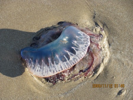 man-o-war-IMG_0071 Man-O-War Jellyfish (Physalia) on a South Padre Island, Texas beach. Photo contributed by Bill and Guynn.