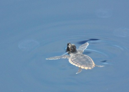 Cc Sara 5 Loggerhead hatchling at sea - copyright Blair Witherington
