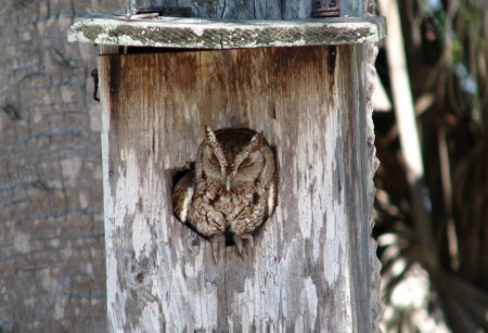 Florida Screech Owl takes a nap during the heat of the day in a nest box at Grande Tours Kayaks in Placida, Florida.