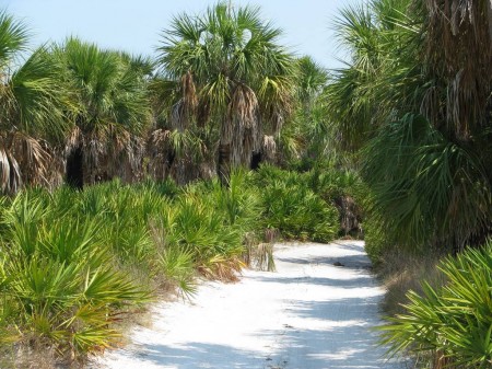 IMG_1514 Sand trails take you on a tour of the various habitats found on Caladesi Island, like pine flatwoods and oak/palm hammock.