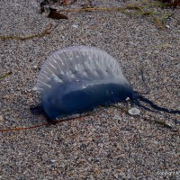 A man-of-war can sting even after it dies.