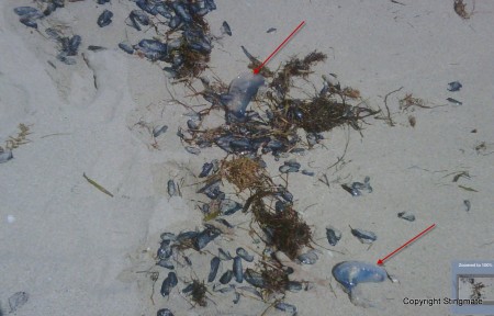 Portuguese man-of-war jellyfish washing up with thousands of by-the-wind sailors. Miami Beach, FL.