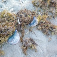 Man-of-War jellyfishes in the beach wrack on Melbourne Beach. Photo copyright Craig and Nina Beaudry.