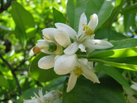 IMG_7599 Florida orange blossoms