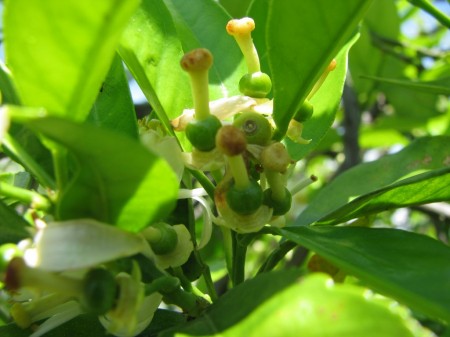 IMG_7604 A new crop of oranges.