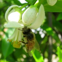 Honey bee on a Florida orange blossom.