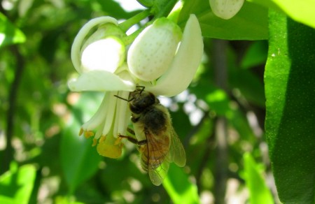 IMG_7607-1 Honey bee on a Florida orange blossom.