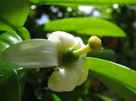 IMG_7609 Grapefruit blossom with young fruit.