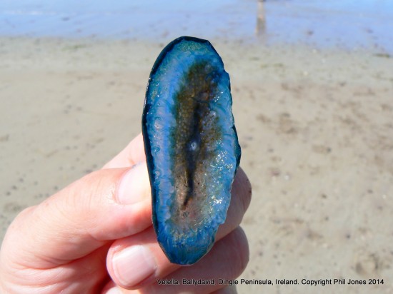 Bottom view of Velella.