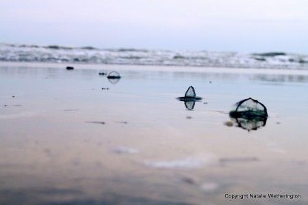 Crab's eye level view of several Velella stranding on Cocoa Beach, FL