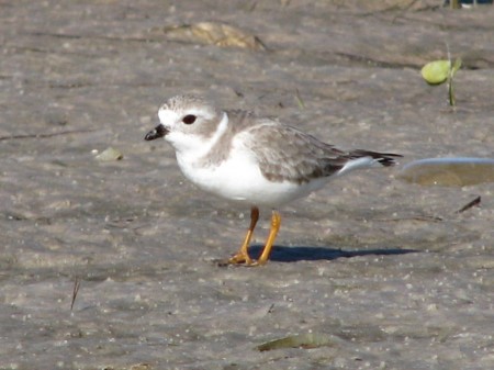 piping plover on Fort Desoto Park mud flats