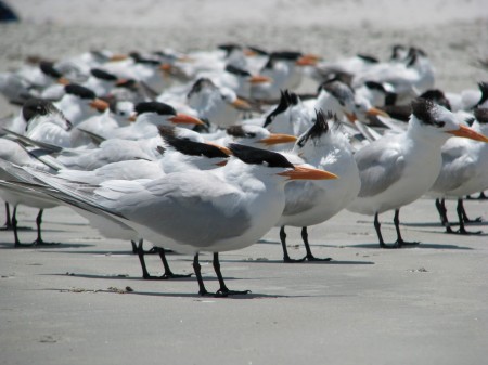 IMG_0133 royal terns on a Florida beach