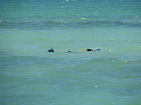 snorkeling at point-of-rocks, siesta key